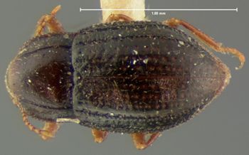 Media type: image;   Entomology 2281 Aspect: habitus dorsal view